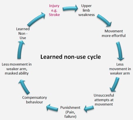 Diagram of the learned non-use cycle