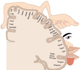 Illustration of cortical reorganisation